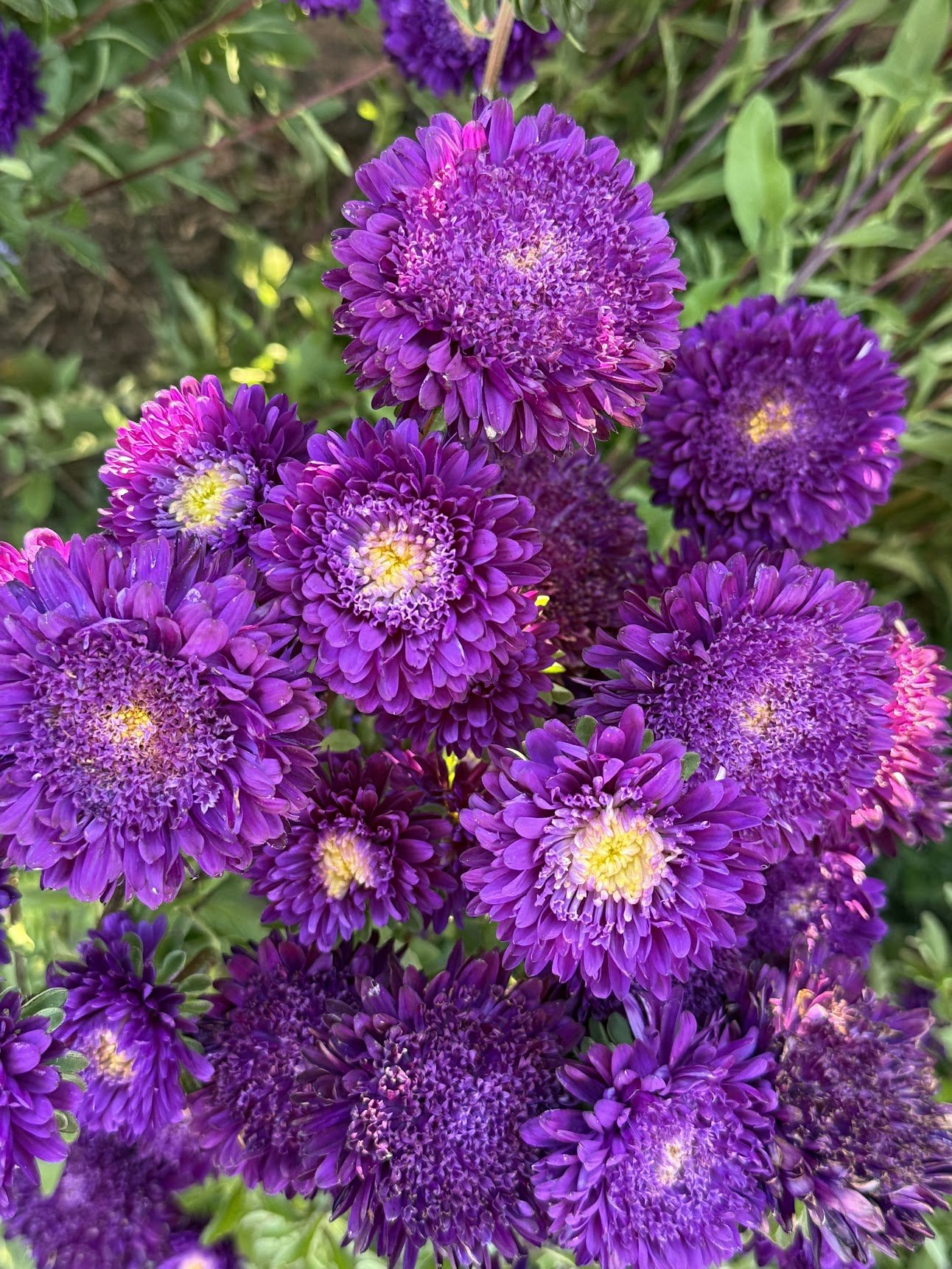 China Aster ‘Azumi XL Blue’