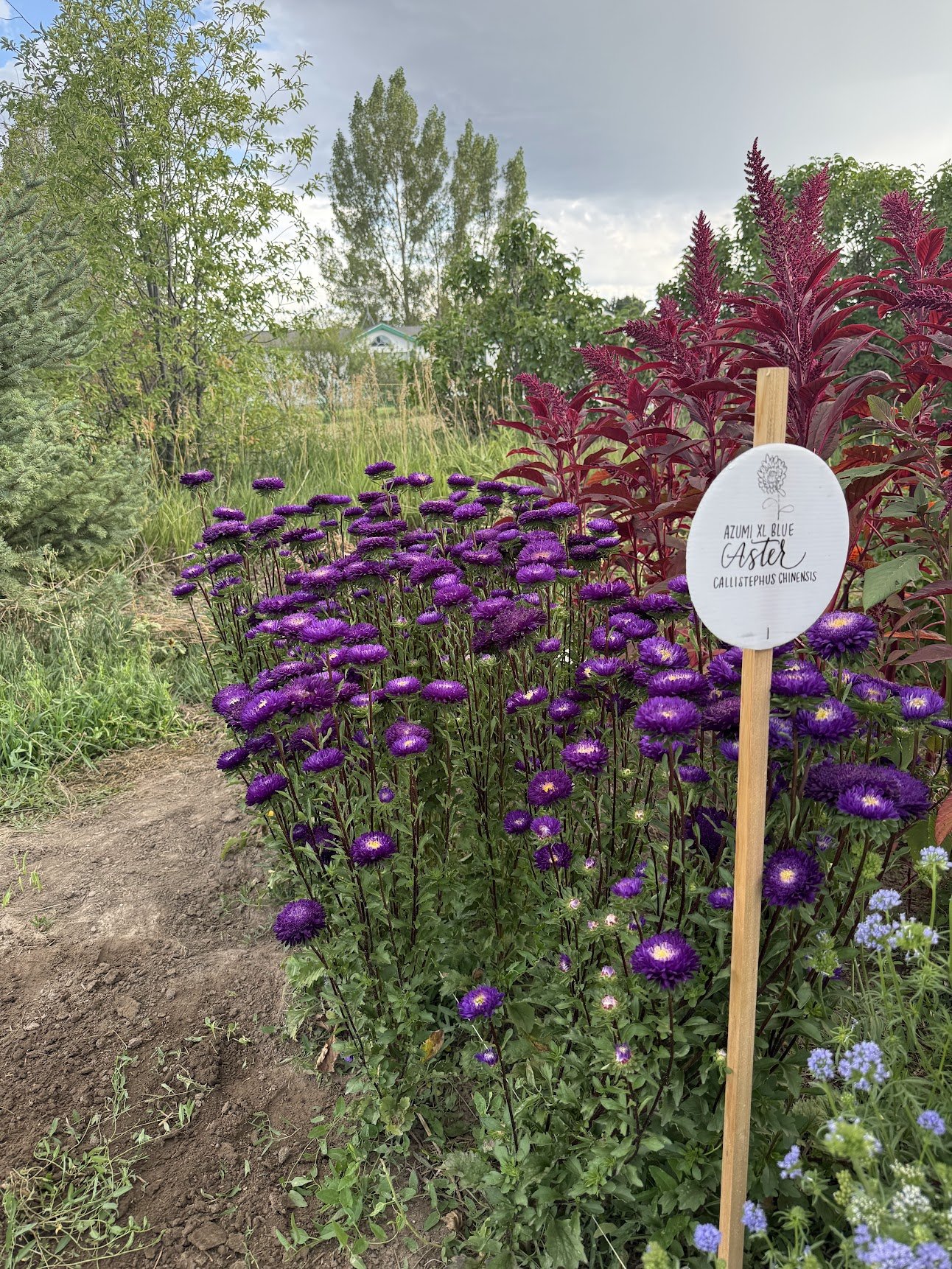 China Aster ‘Azumi XL Blue’