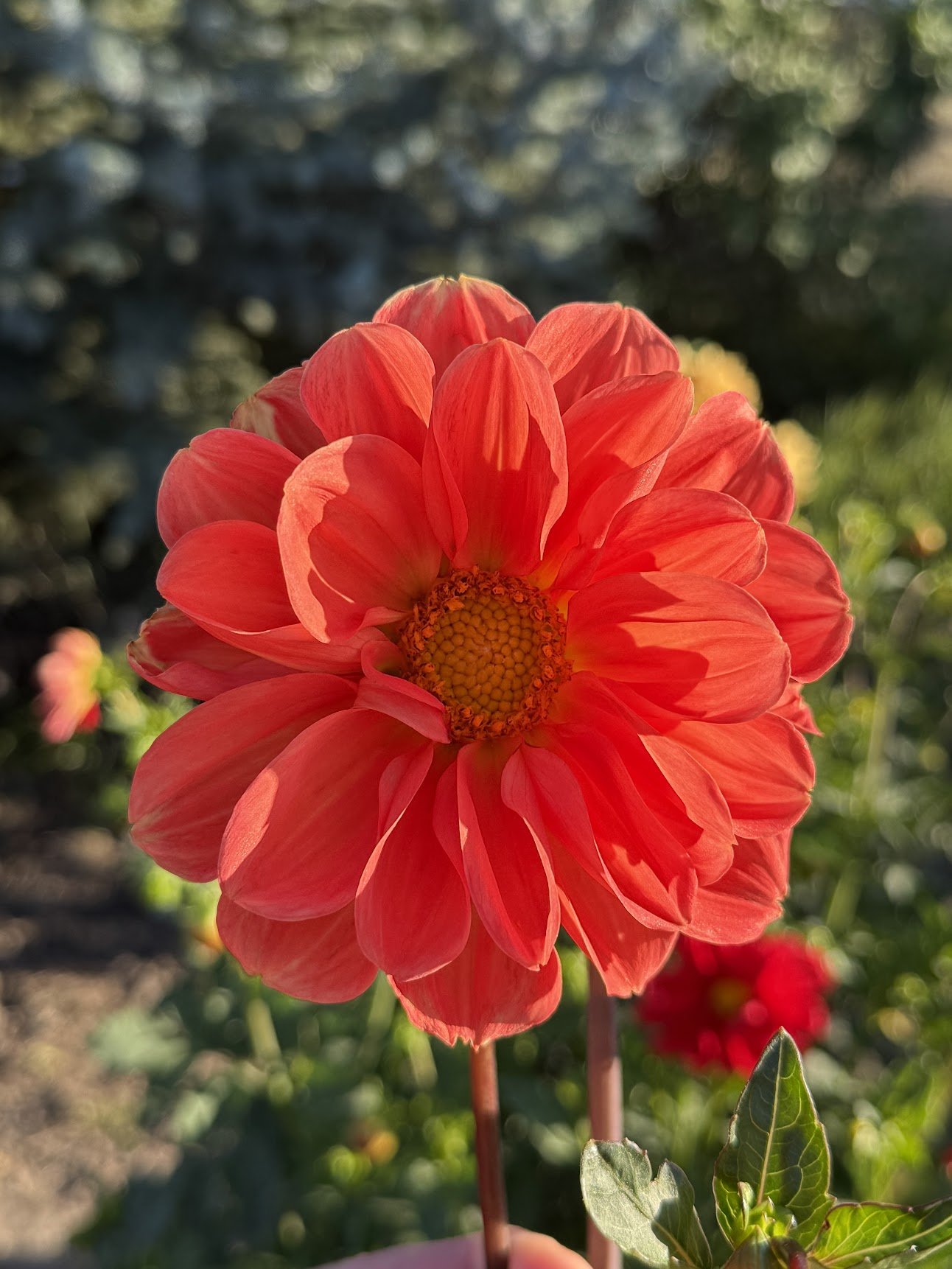Dahlia ‘Giant Hybrid Mix’