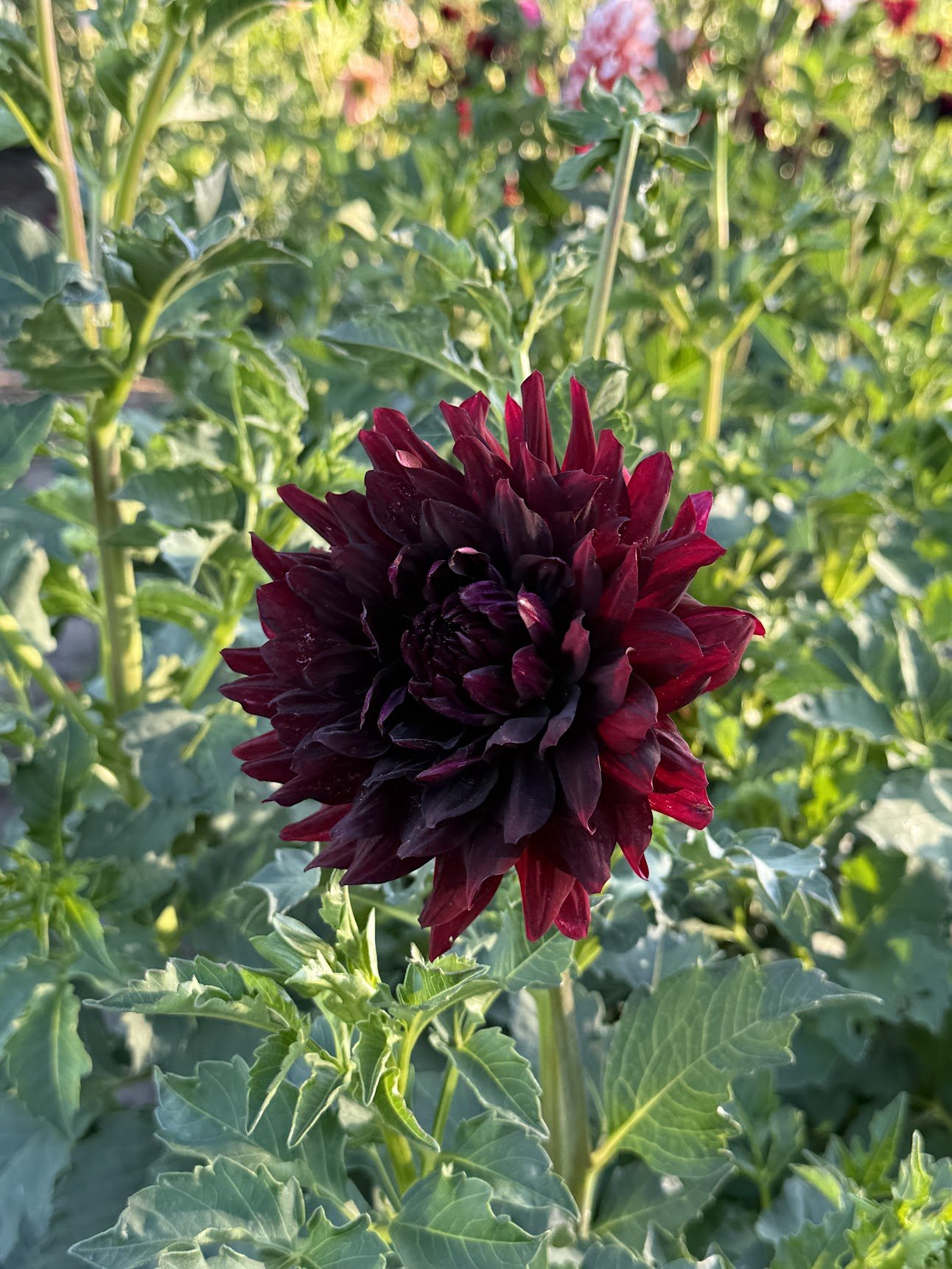 First blossom 2026