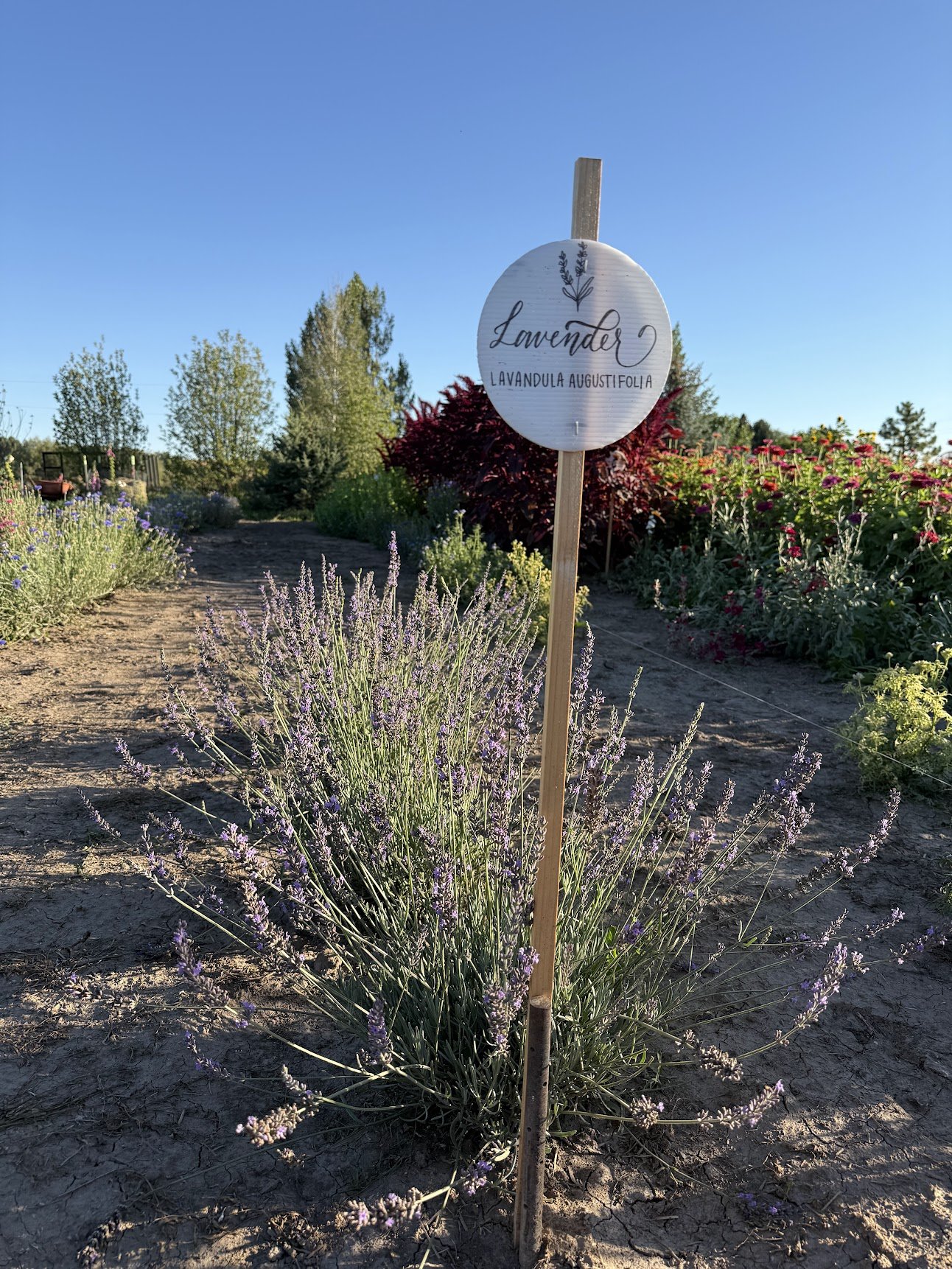 Lavender ‘Phenomenal’